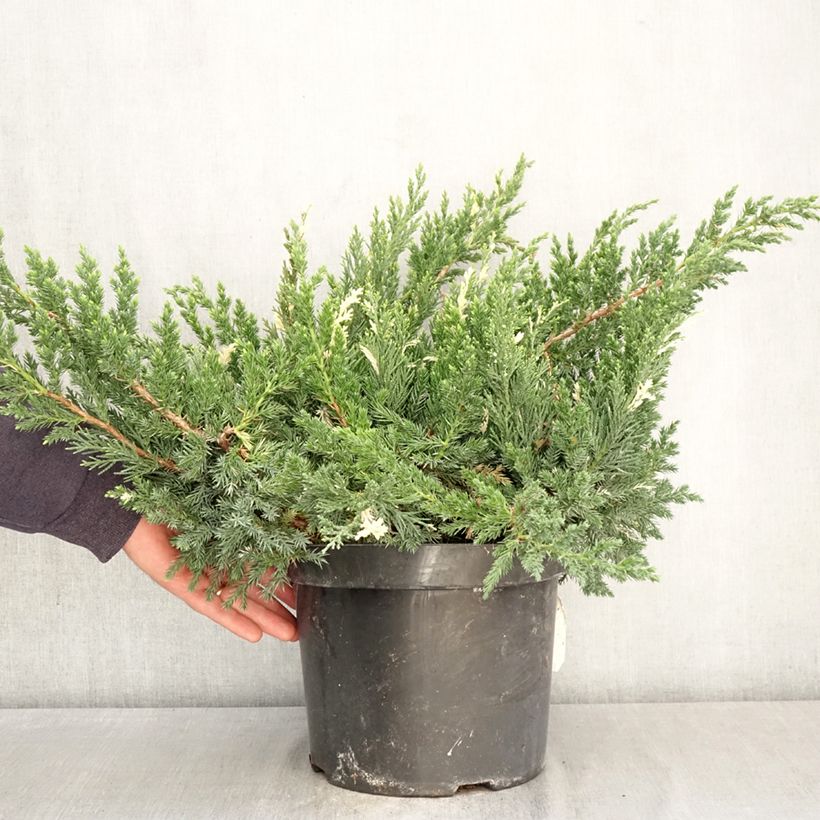 Juniperus chinensis Expansa Variegata - Enebro de la China Maceta 7,5L/10L Ejemplar entregado en la primavera