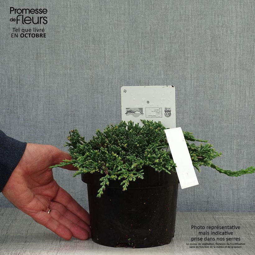 Ejemplar de Juniperus horizontalis Icee Blue - Enebro rastrero Maceta 2L/3L entregado en otoño