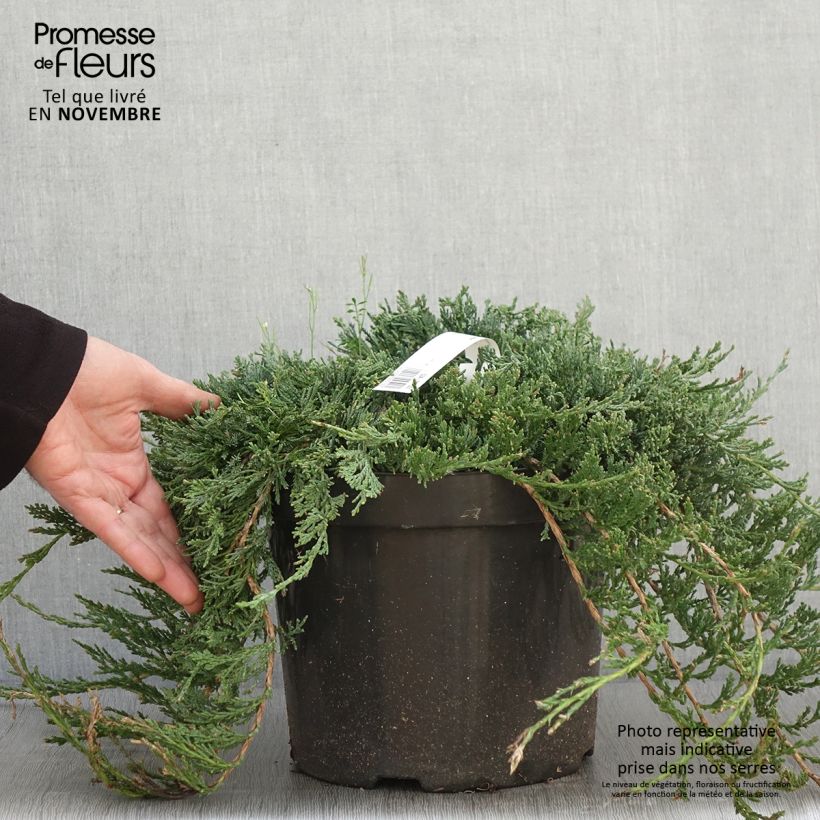 Ejemplar de Juniperus horizontalis Wiltonii - Enebro rastrero Maceta 7,5L/10L entregado en otoño
