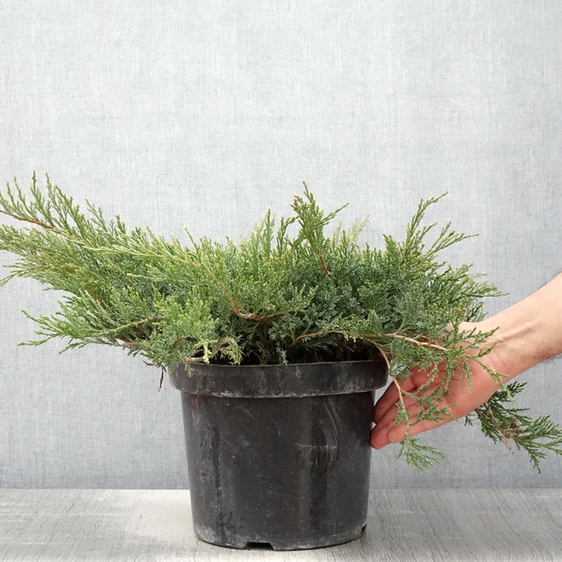 Juniperus horizontalis Wiltonii - Enebro rastrero Maceta 7,5L/10L Ejemplar entregado en la primavera