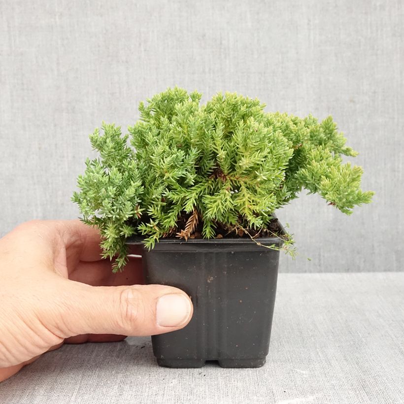 Ejemplar de Juniperus procumbens Nana - Enebro Maceta de 8/9 cm entregado en otoño