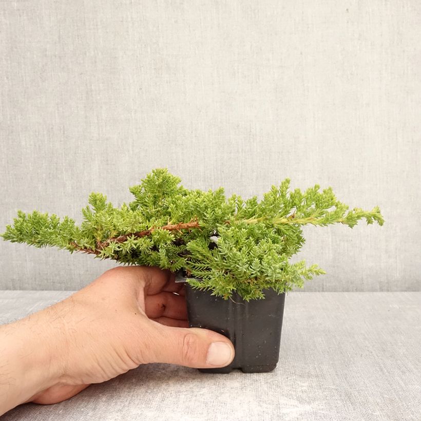 Juniperus procumbens Nana - Enebro Maceta de 8/9 cm Ejemplar entregado en la primavera