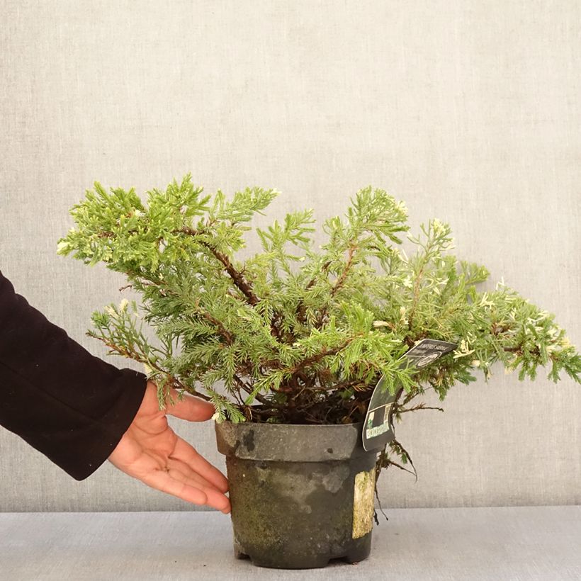 Juniperus sabina Variegata - Enebro Maceta 2L/3L Ejemplar entregado en la primavera