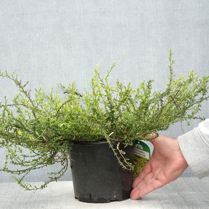 Ejemplar de Genista pilosa Vancouver Gold Maceta 2L/3L entregado en verano