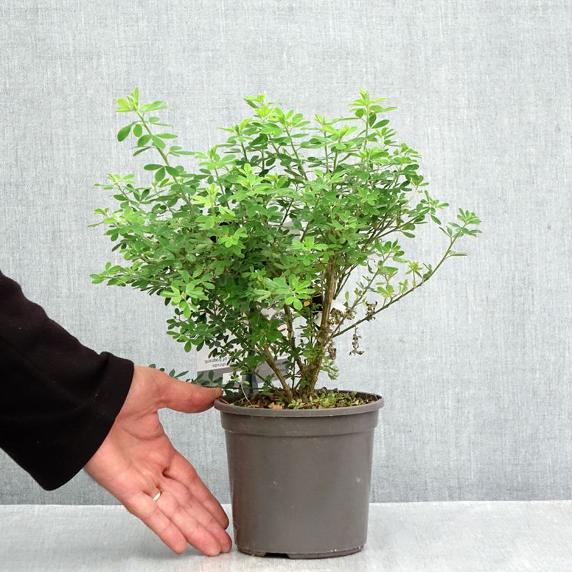 Ejemplar de Genista Porlock - Retama de tintes Maceta 2L/3L entregado en otoño