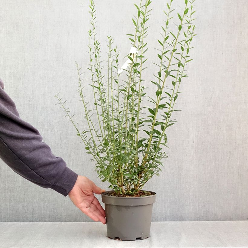 Ejemplar de Genista tinctoria - Retama de tintes Maceta 3L/4L entregado en otoño