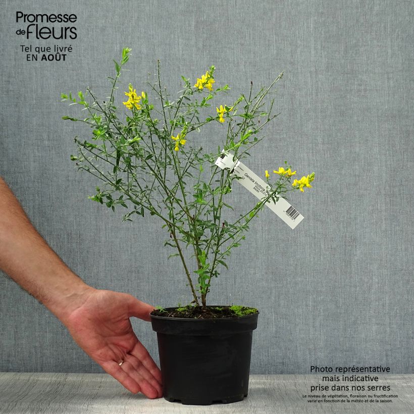Ejemplar de Genista tinctoria Plena - Retama de tintes Maceta 2L/3L entregado en verano