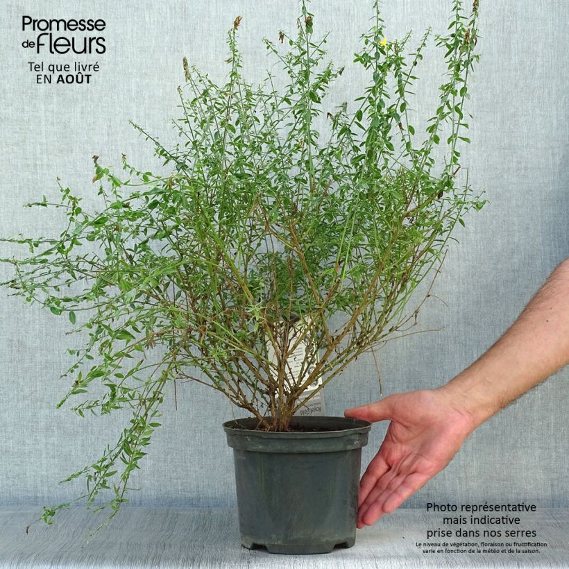 Ejemplar de Genista tinctoria Royal Gold - Retama de tintes Maceta 1,5L/2L entregado en verano