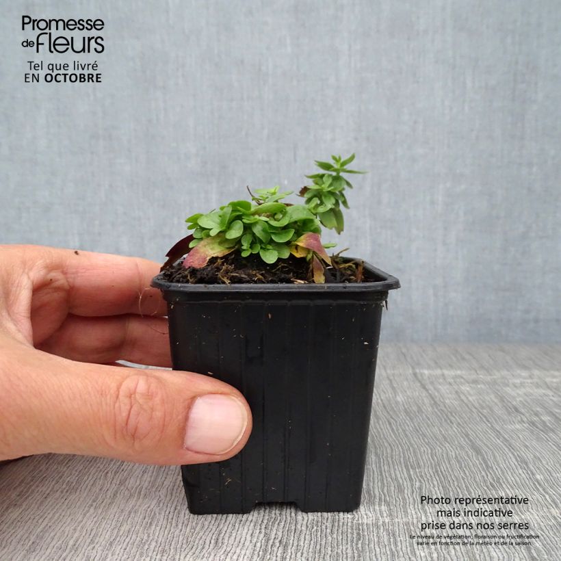 Ejemplar de Gentiana makinoi Blue Star Maceta de 8/9 cm entregado en otoño