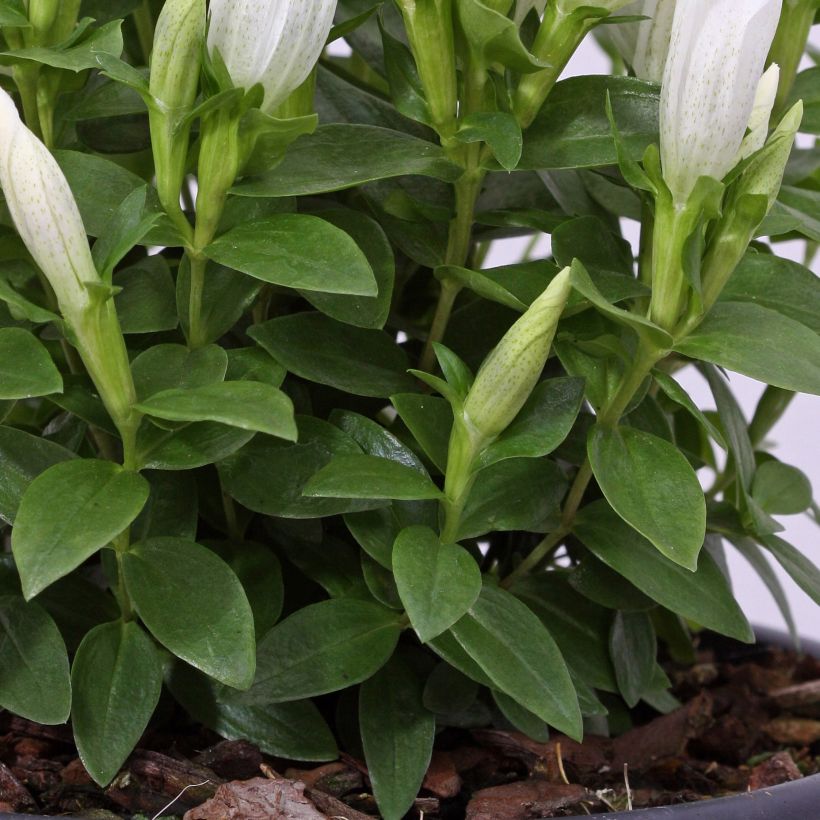 Gentiana makinoi White Magic (Follaje)