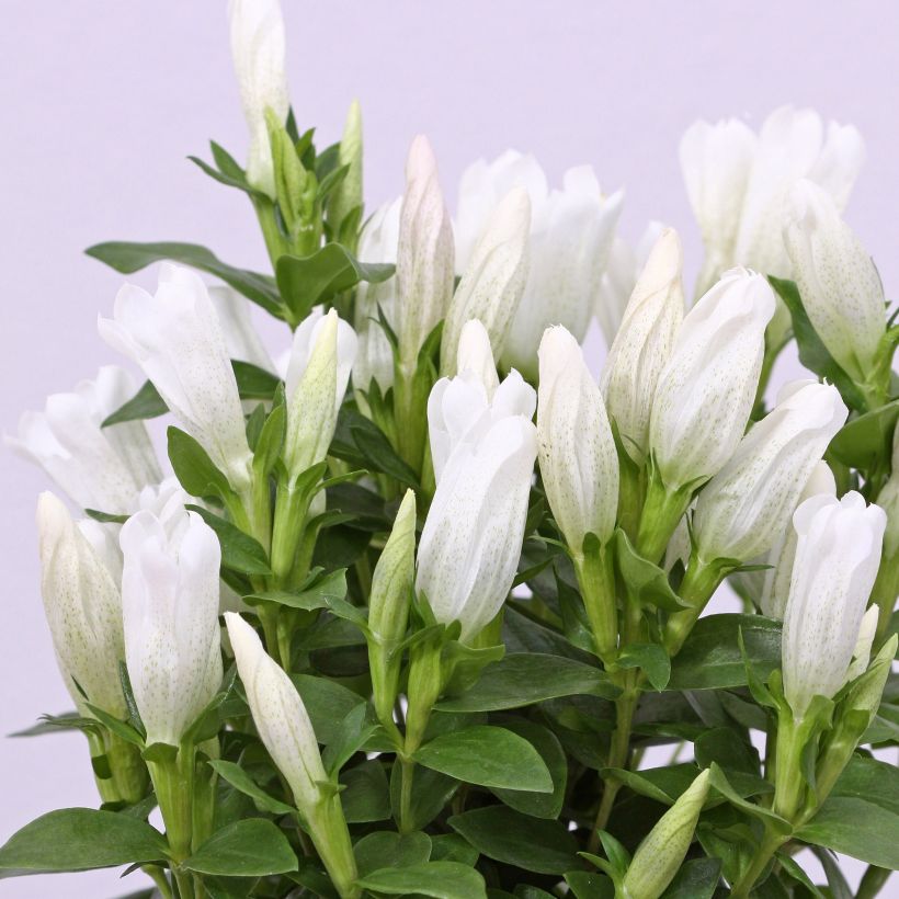 Gentiana makinoi White Magic (Floración)