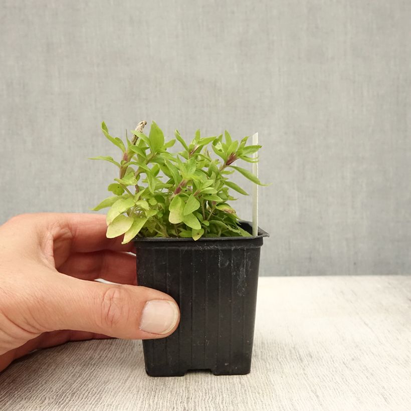 Ejemplar de Gentiana makinoi White Magic Maceta de 8/9 cm entregado en otoño