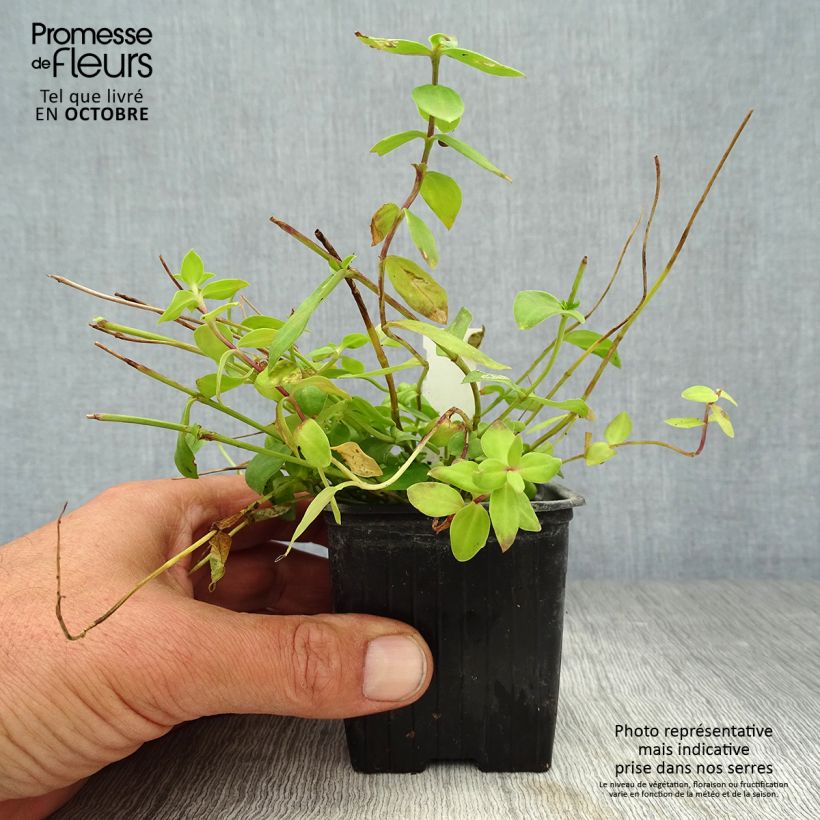 Ejemplar de Gentiana hybrida Little Pinkie Maceta de 8/9 cm entregado en otoño