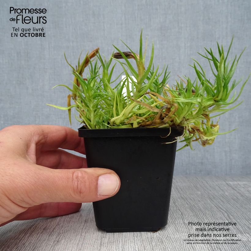 Ejemplar de Gentiana sino-ornata Maceta de 8/9 cm entregado en otoño