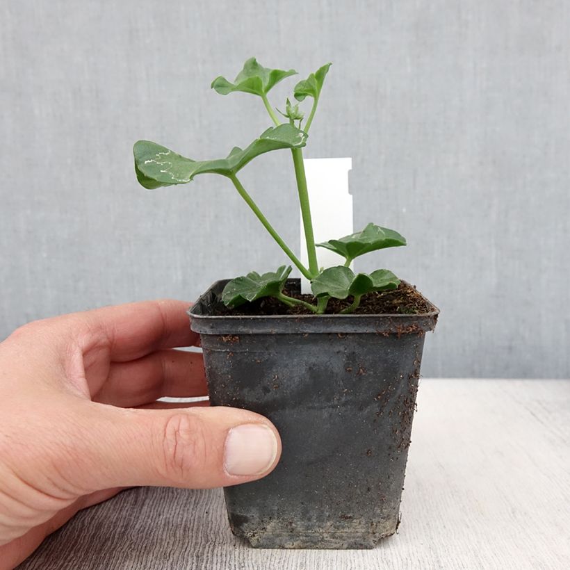 Geranio Blanche Roche - Gitanilla Maceta de 8/9 cm Ejemplar entregado en la primavera