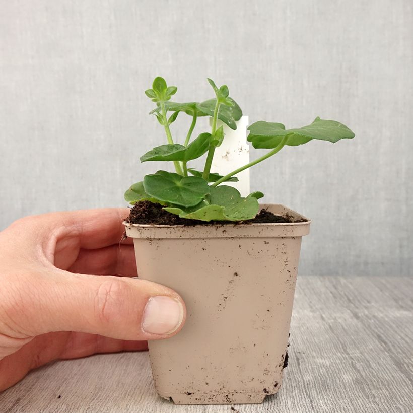 Geranio Amelit - Gitanilla Maceta de 8/9 cm Ejemplar entregado en la primavera