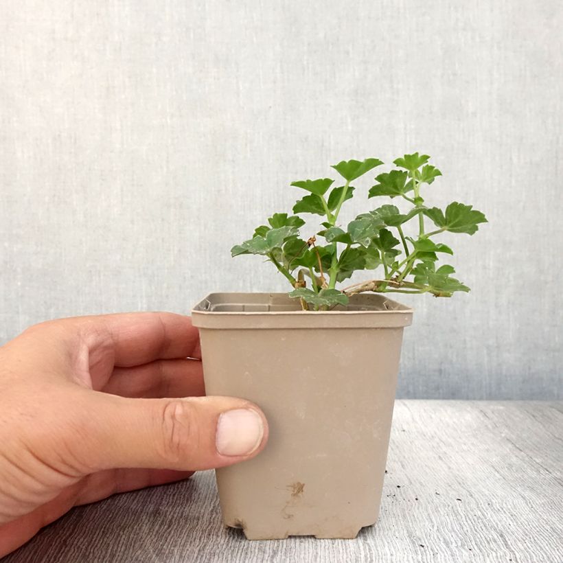 Ejemplar de Geranio Balcon Lilas, Lila - Gitanilla Maceta de 8/9 cm entregado en verano