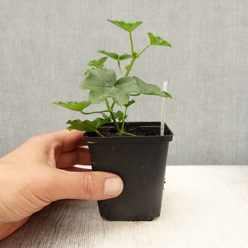 Geranio Imperial Red - Gitanilla Maceta de 8/9 cm Ejemplar entregado en la primavera