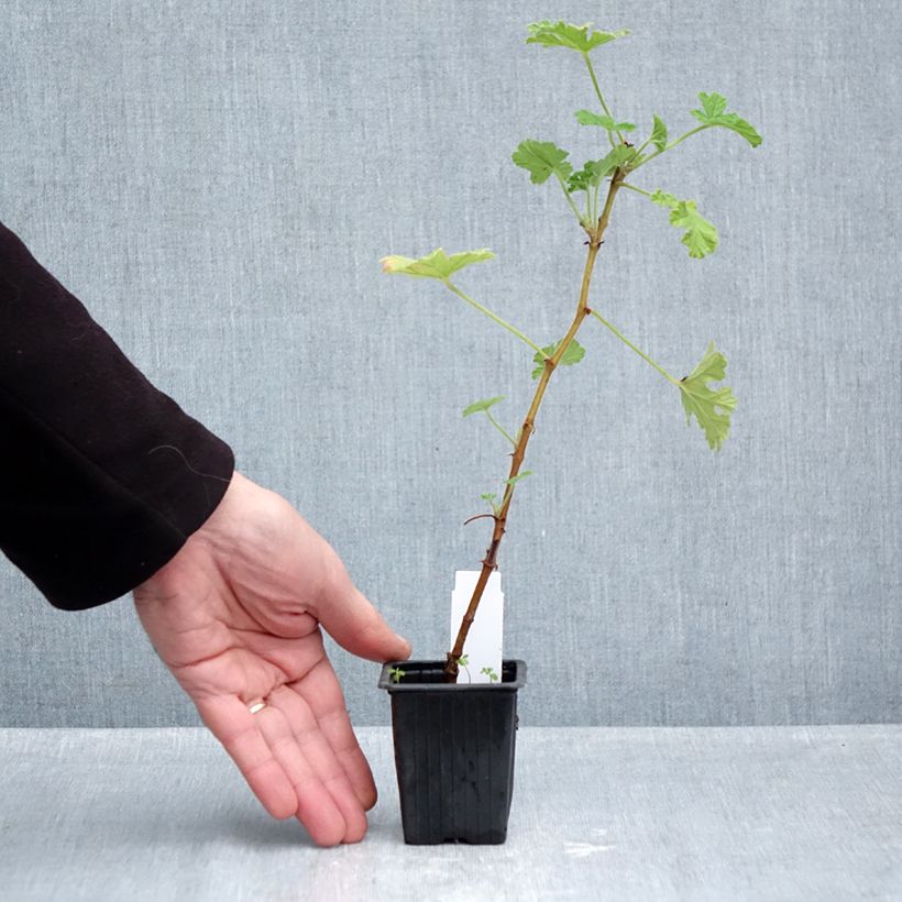 Ejemplar de Malvarrosa - Pelargonium capitatum Maceta de 7/8 cm entregado en otoño