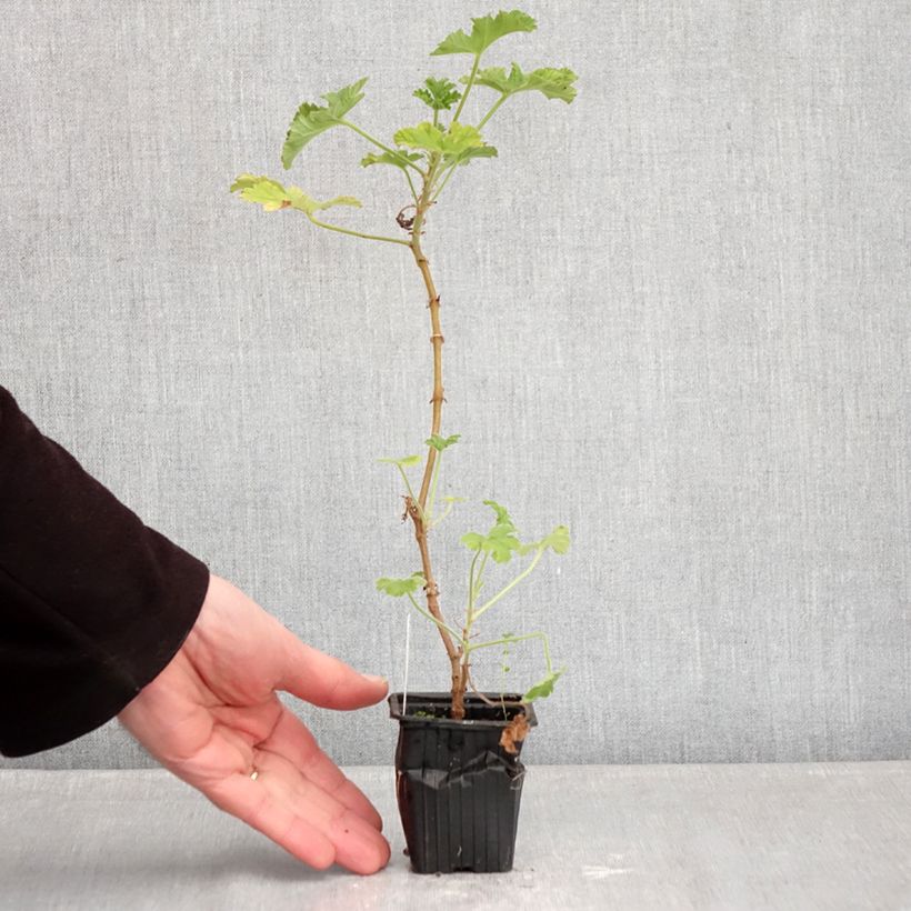 Malvarrosa - Pelargonium capitatum Maceta de 7/8 cm Ejemplar entregado en invierno