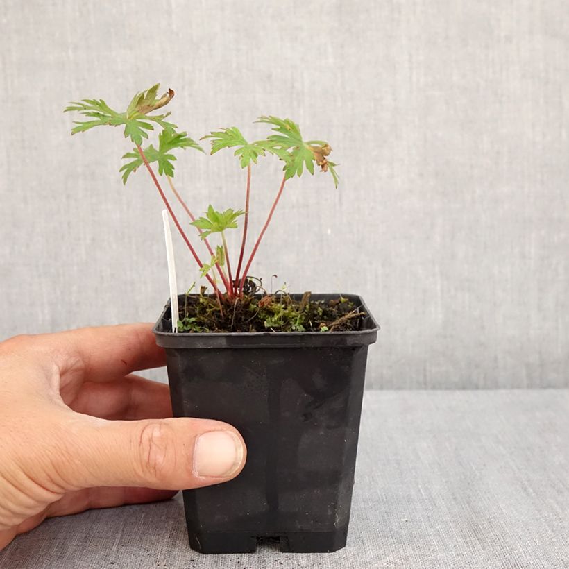 Ejemplar de Geranio de prado Else Lacey - Geranium pratense Maceta de 8/9 cm entregado en verano