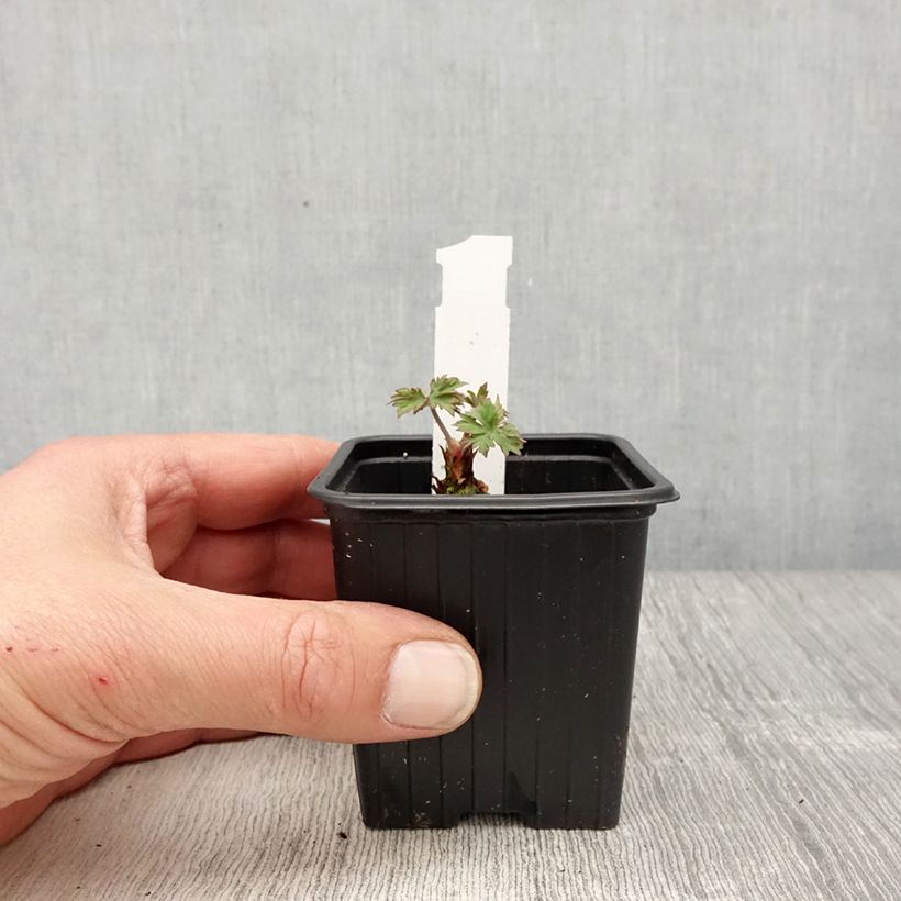 Geranio de prado Else Lacey - Geranium pratense Maceta de 8/9 cm Ejemplar entregado en la primavera