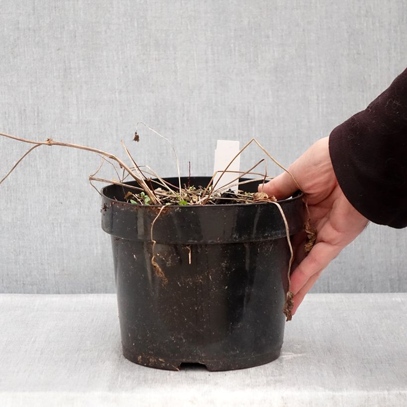 Geranio Ann Folkard - Geranio vivaz Maceta 2L/3L Ejemplar entregado en invierno