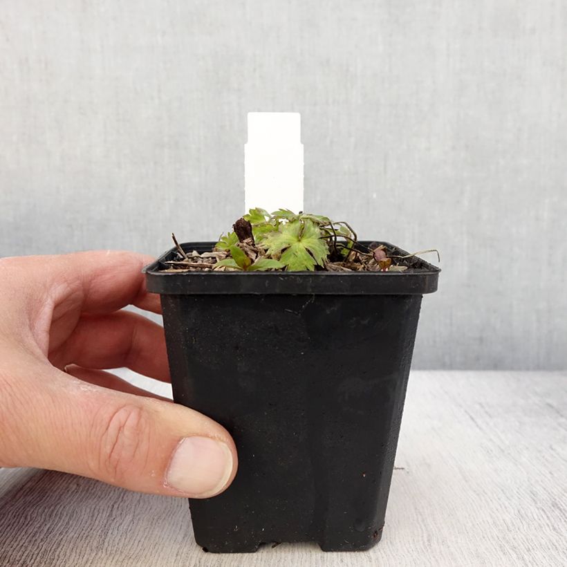 Geranio Anne's Family Mary Anne - Geranio vivaz Maceta de 8/9 cm Ejemplar entregado en la primavera