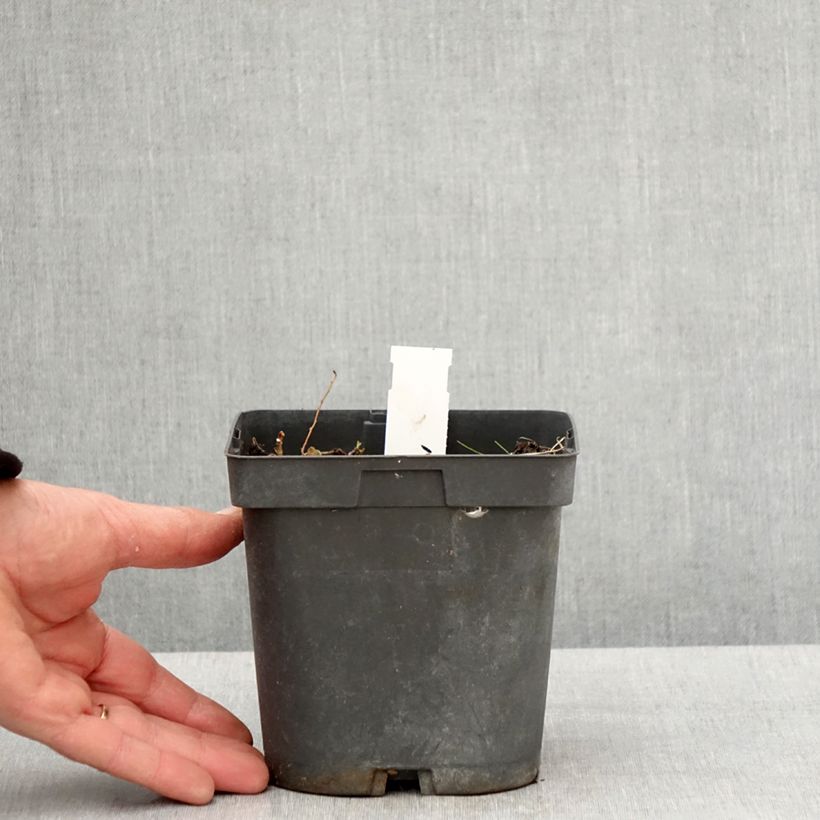 Geranio Blue Sunrise - Geranio vivaz Maceta 2L/3L Ejemplar entregado en la primavera