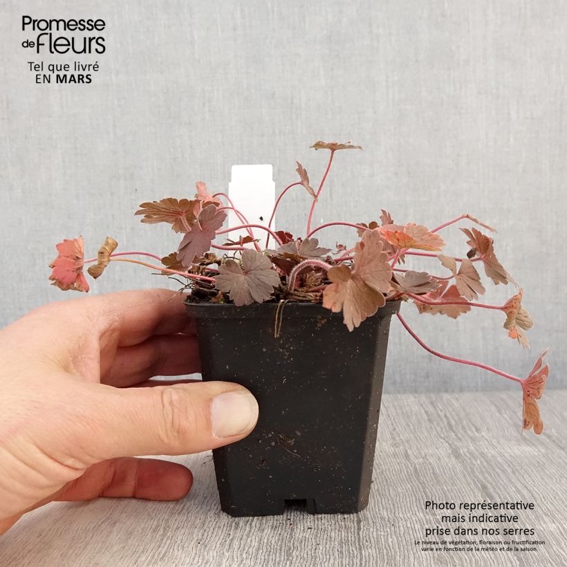 Geranium sessiliflorum Bob's Blunder - Geranio vivaz Maceta de 8/9 cm Ejemplar entregado en la primavera