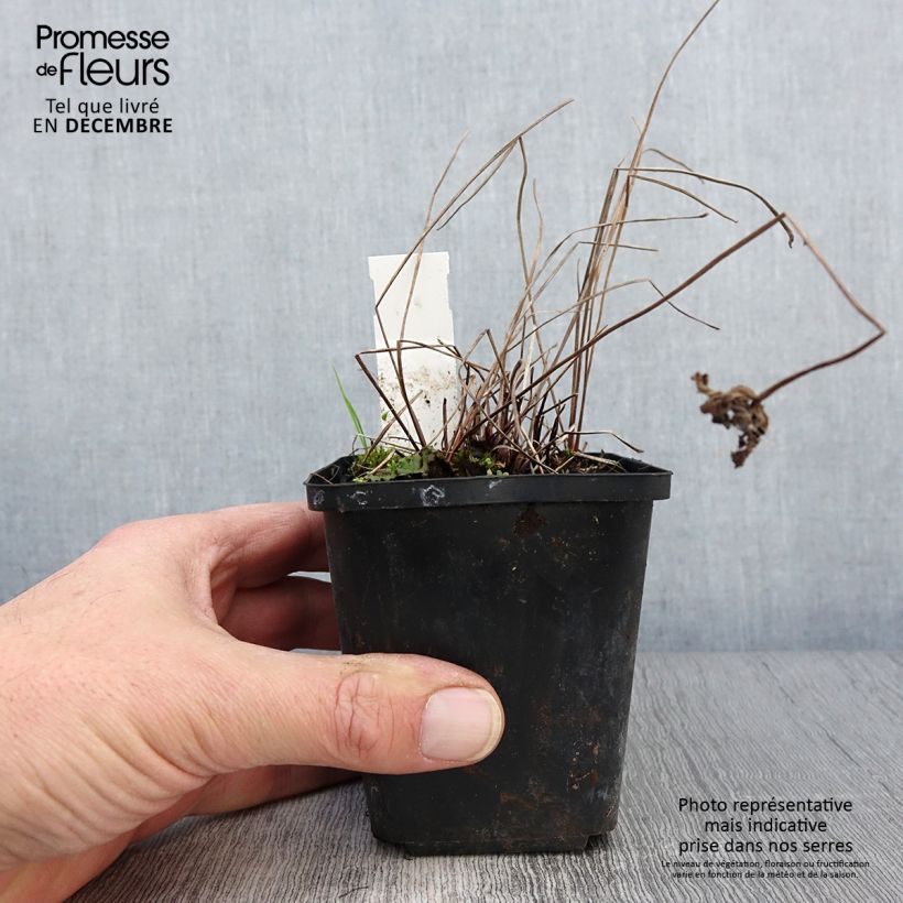 Ejemplar de Geranio Brookside - Geranio vivaz Maceta de 8/9 cm entregado en otoño