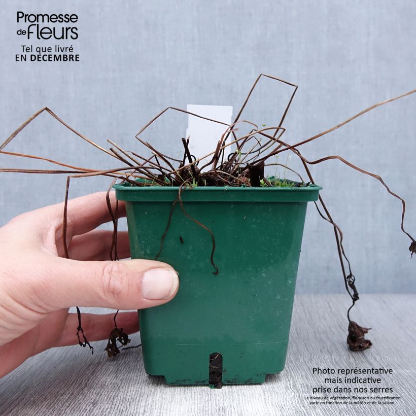 Geranio Brookside - Geranio vivaz Maceta 1L/1,5L Ejemplar entregado en invierno