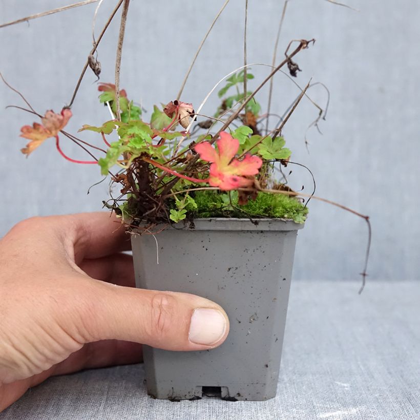 Ejemplar de Geranio cantabria Cambridge Maceta de 8/9 cm entregado en otoño