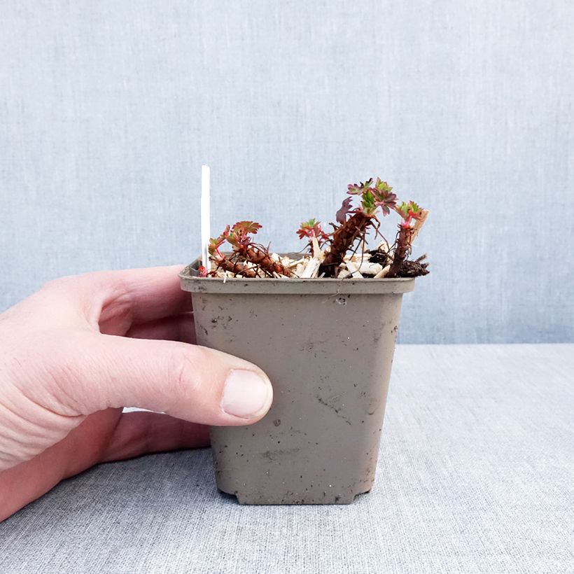 Geranio cantabria Crystal Rose Maceta de 8/9 cm Ejemplar entregado en invierno