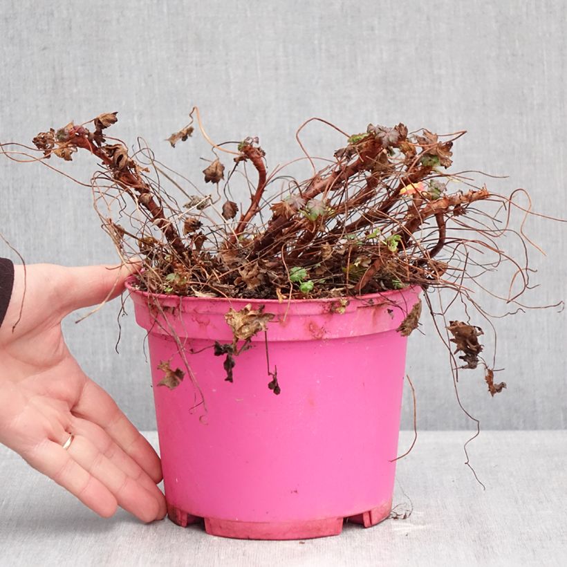 Geranio cantabria Karmina Maceta 2L/3L Ejemplar entregado en invierno