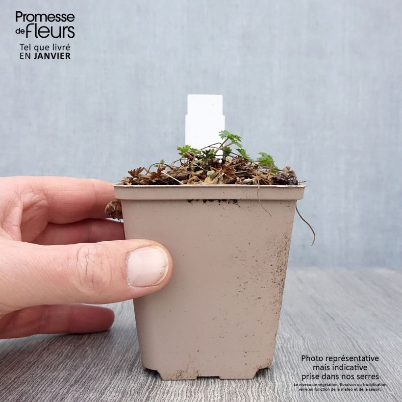 Geranio cinereum Carol - Geranio vivaz Maceta de 8/9 cm Ejemplar entregado en invierno