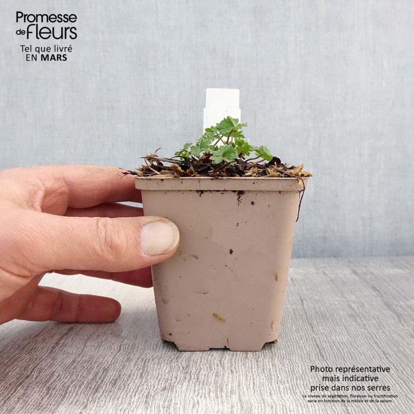 Geranio cinereum Carol - Geranio vivaz Maceta de 8/9 cm Ejemplar entregado en la primavera