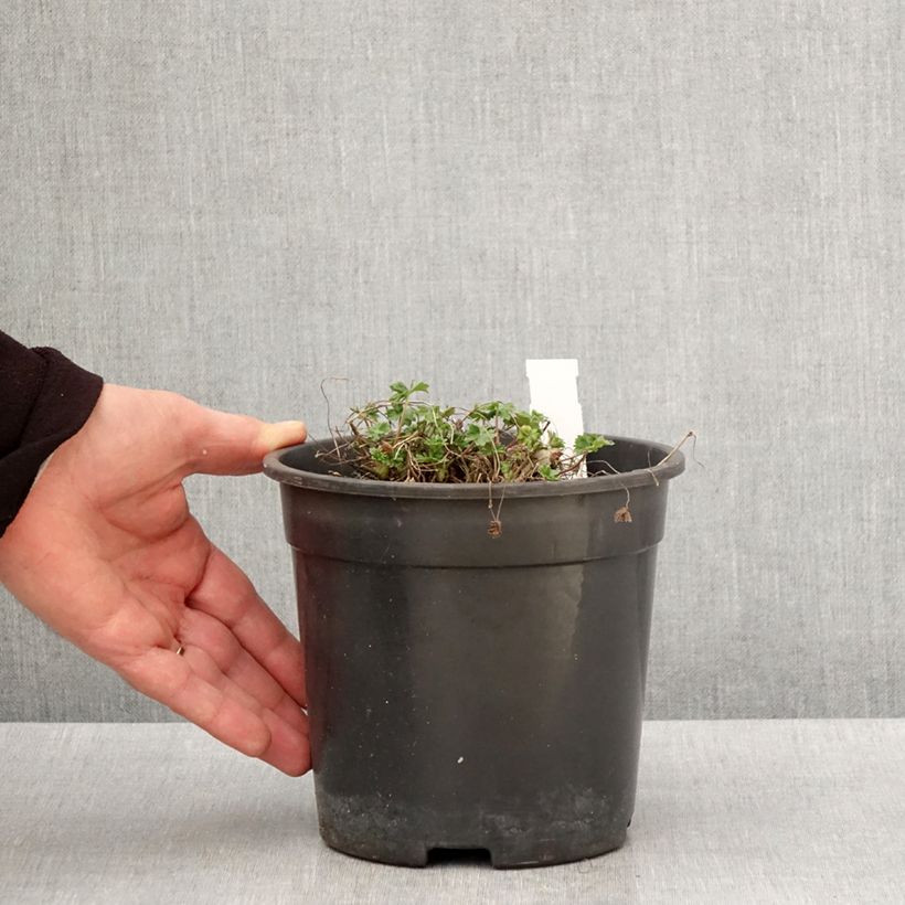 Geranio cinereum Jolly Jewel Night - Geranio vivaz Maceta 2L/3L Ejemplar entregado en la primavera