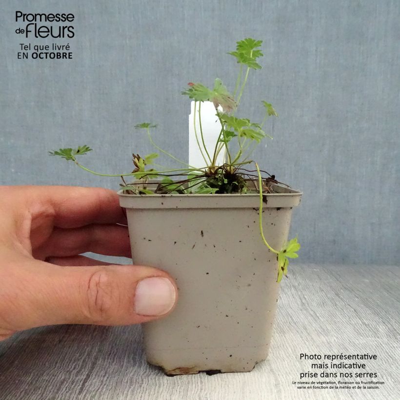 Ejemplar de Geranio cinereum Laurence Flatman - Geranio vivaz Maceta de 8/9 cm entregado en otoño