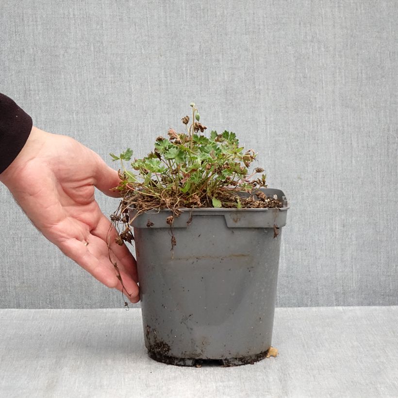 Ejemplar de Geranio cinereum Laurence Flatman - Geranio vivaz Maceta 1,5L/2L entregado en otoño