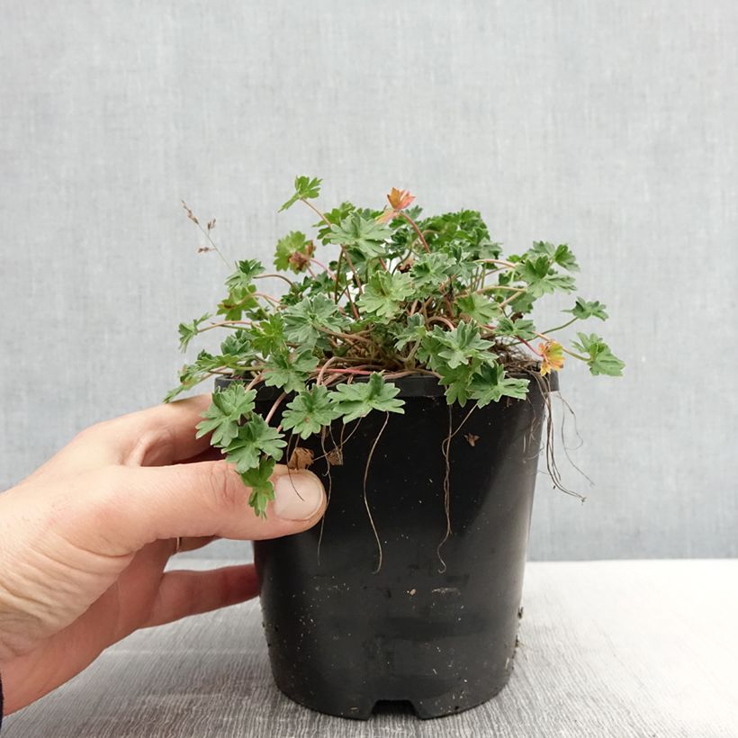 Geranio cinereum Laurence Flatman - Geranio vivaz Maceta 1,5L/2L Ejemplar entregado en la primavera