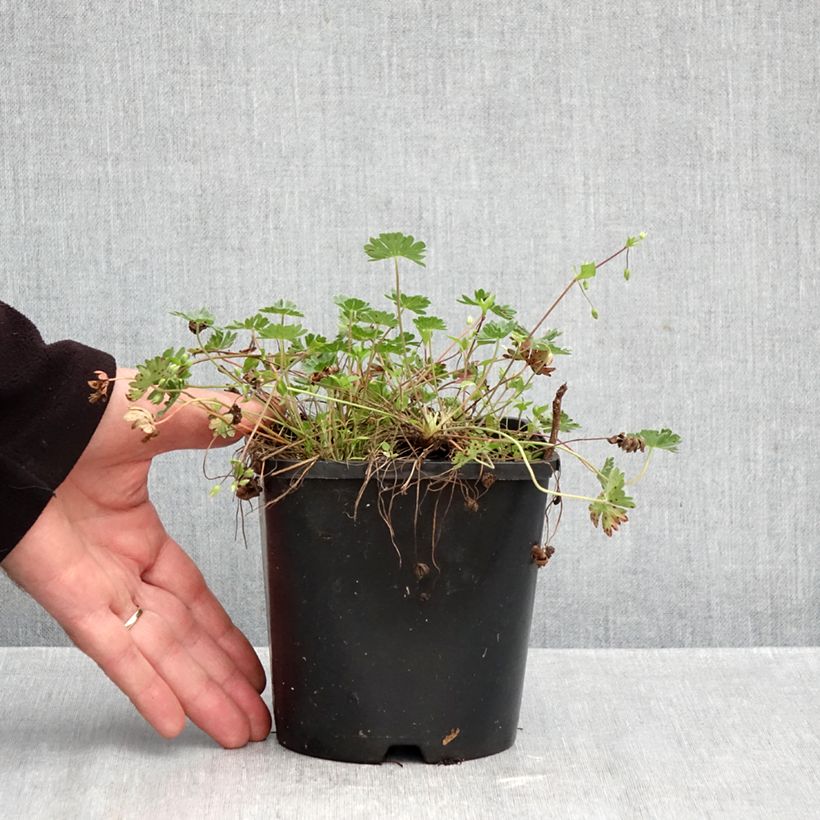 Ejemplar de Geranio cinereum v. subcaulescens Giuseppii - Geranio vivaz Maceta 2L/3L entregado en otoño