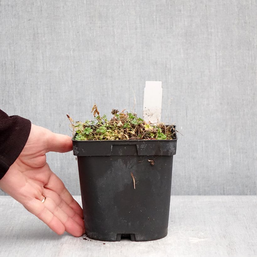 Geranio cinereum v. subcaulescens Giuseppii - Geranio vivaz Maceta 2L/3L Ejemplar entregado en invierno