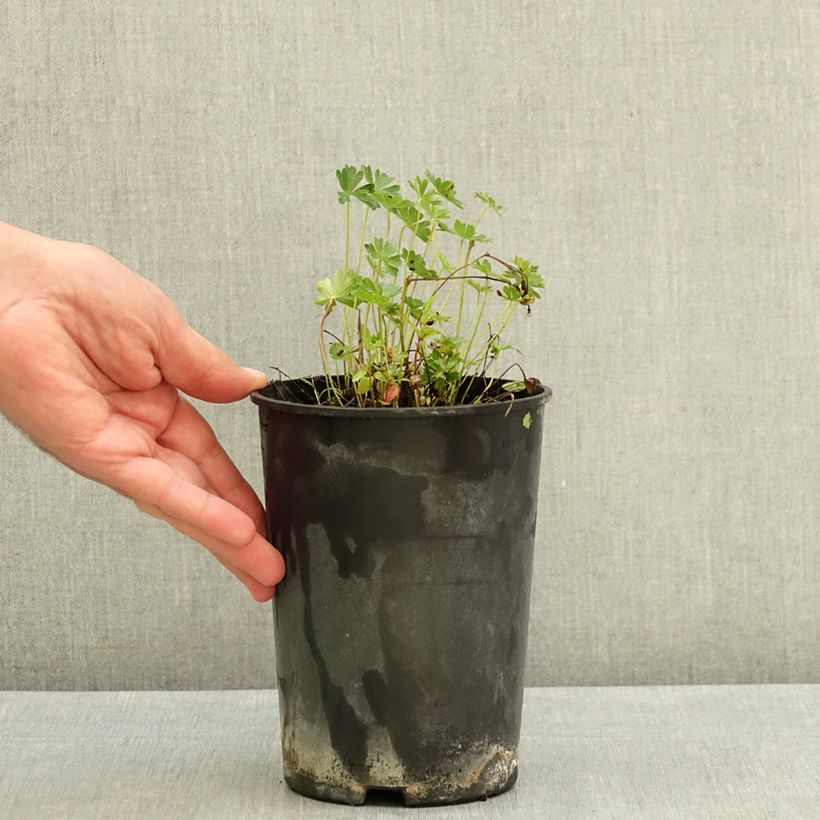 Ejemplar de Geranio cinereum v. subcaulescens - Geranio vivaz Maceta 2L/3L entregado en verano