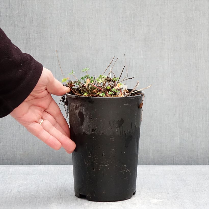 Geranio cinereum v. subcaulescens - Geranio vivaz Maceta 2L/3L Ejemplar entregado en invierno