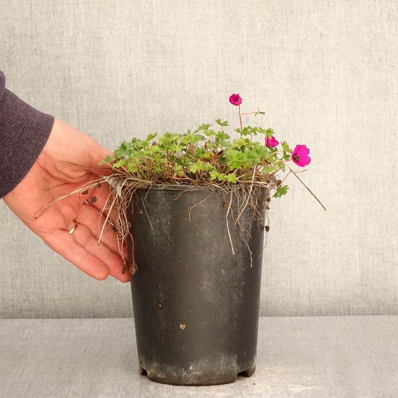 Geranio cinereum v. subcaulescens - Geranio vivaz Maceta 2L/3L Ejemplar entregado en la primavera