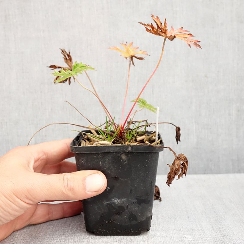 Ejemplar de Geranio clarkei Kashmir Blue - Geranio vivaz Maceta de 8/9 cm entregado en otoño