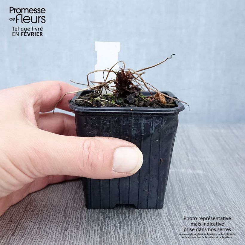 Geranio clarkei Kashmir Purple - Geranio vivaz Maceta de 8/9 cm Ejemplar entregado en invierno