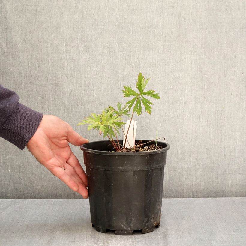 Ejemplar de Geranio clarkei Kashmir Purple - Geranio vivaz Maceta 2L/3L entregado en otoño