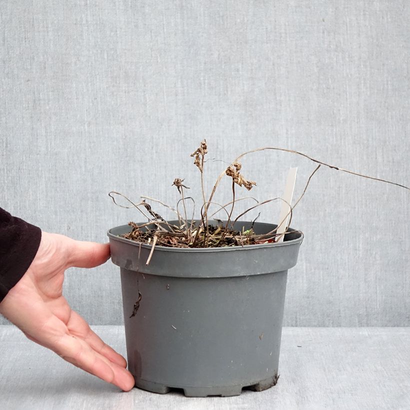 Geranio clarkei Kashmir Purple - Geranio vivaz Maceta 2L/3L Ejemplar entregado en invierno